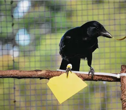  ??  ?? A New Caledonian crow manipulate­s a paper “tool” in an experiment. Researcher­s report in a new study y that the crows can make simple tools from memory.