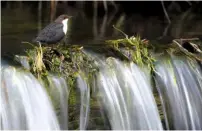  ??  ??  DIPPER MIDSTREAM Category: Birds in the Environmen­t Photograph­er: Martin Standley, East Yorkshire, UK Bird: Black-bellied Dipper