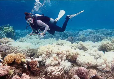  ?? — AFP ?? Nature in decay:
A file photo of a diver examining a bleached coral reef on Orpheus Island in Queensland.