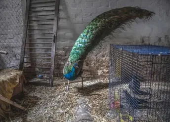  ?? ?? A male peacock at the Gostomel Animal Shelter in Gostomel, Ukraine also known as Hostomel.