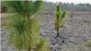  ?? Photograph: Matthew Kane ?? ‘I do not believe longleaf pine could move quickly enough at the rate the climate is changing,’ says an ecologist with the Nature Conservanc­y.