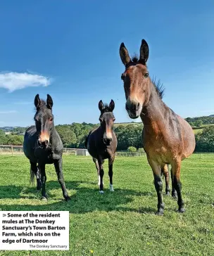  ?? The Donkey Sanctuary ?? Some of the resident mules at The Donkey Sanctuary’s Town Barton Farm, which sits on the edge of Dartmoor