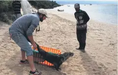  ?? Photos: Supplied ?? A Cape fur seal resting on the bank of the Keurbooms River estuary was tagged recently, before washing up a day later.