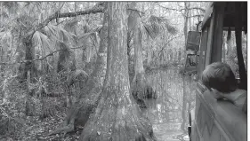  ?? The Washington Post/SELINA KOK ?? The Babcock Ranch Eco-Tours swamp buggy drives past cypress trees, in search of plants and animals including scrub palmettos and feral pigs.