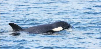  ??  ?? Biologists have been releasing fish as food near the pod of the female known as J50.