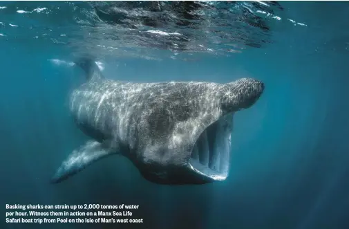  ??  ?? Basking sharks can strain up to 2,000 tonnes of water per hour. Witness them in action on a Manx Sea Life Safari boat trip from Peel on the Isle of Man’s west coast