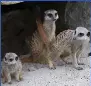 MEERKATS SET FOR NEW HOME AT HOSPITAL - PressReader