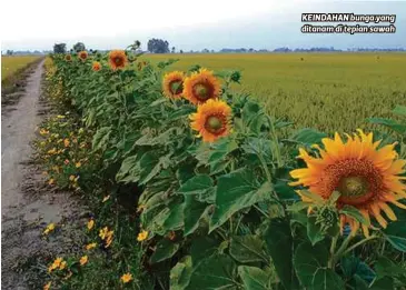  ??  ?? KEINDAHAN bunga yang ditanam di tepian sawah