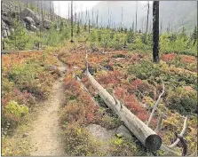  ?? [MIKE ECKEL VIA AP] ?? Colorful grasses and bushes lining the Beaten Path, a 26-mile hiking trail