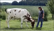  ?? TONY DEJAK — THE ASSOCIATED PRESS ?? Arrissa Swails lets her cow, Honey, snack Sept. 1in the backyard near Jenera.