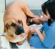  ?? Foto: ?? Ein geklonter Welpe wird in der Sooam Biotech Research Foundation, die auf Bestellung Hunde klont, von einer Leih mutter gesäugt.