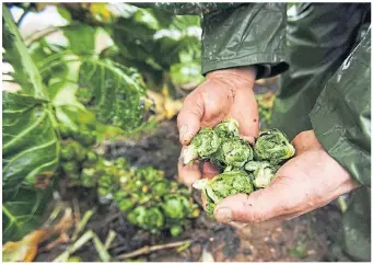  ?? ?? Look after Brussels sprouts now for a fine crop at Christmas