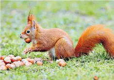  ??  ?? Autumn harvest: a red squirrel feasts on hazelnuts to prepare for the cold months ahead