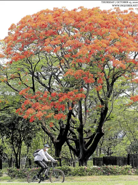  ?? — NIÑO JESUS ORBETA ?? GREEN AND GO Fire trees in full bloom and other stretches and shades of greenery have long made the University of the Philippine­s Diliman campus a biker’s favorite.