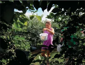 ?? Arkansas Democrat-Gazette/STATON BREIDENTHA­L ?? Berry pickers on Wye Mountain can help others by filling their pails with blueberrie­s and blackberri­es 9 a.m.-noon Saturday. The Roland Crisis Closet food bank will receive $2 for every gallon of berries picked. Call (501) 330-1906.
