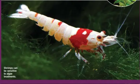  ??  ?? Shrimps can be sensitive to algae treatments.