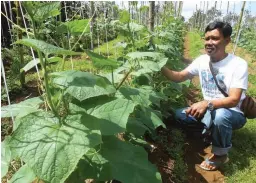  ??  ?? PROGRESSIV­E FARMER – Bonifacio Consebido is a successful farmer in Brgy. Taytay, Majayjay, Laguna. He plants Jenjen cucumber and radish which are high-yielding and have short gestation periods. The cucumber, in photo with Consebido, for instance, starts producing fruits in 40 to 45 days from planting. The seeds are relatively cheap so that planting the variety does not require a big investment.