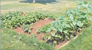  ?? ERIC MCCARTHY/JOURNAL PIONEER ?? A portion of the Good Food, Good Health garden which was a centerpiec­e of the seven-week summer project.