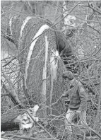  ?? LARRY SPITZER/COURIER JOURNAL ?? A twisted tree after the tornado outbreak in Louisville on April 3, 1974.