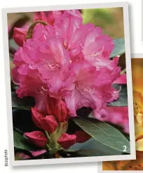  ??  ?? to ho sp io B
 
 
Les rhododendr­ons Achetez-les en pleine fleur pour être sûr de leur coloris. La plantation en fosse remplie de terre de bruyère est inutile : ce n’est pas là qu’il faut mettre vos sous ! De bons apports de compost suffiront à...