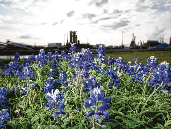  ?? Staff file photo ?? Bluebonnet­s bloom whereMexic­an Gen. Antonio López de Santa Anna was captured in 1836’s Battle of San Jacinto. Then, other nations sought the Republic of Texas.