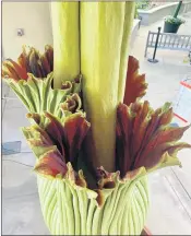  ??  ?? Stankosaur­us Rex bloomed on Monday, unleashing its powerful — and among botany fans, popular — redolence. This plant is the tallest in Huntington history.