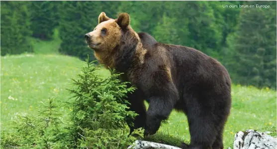  ??  ?? Un ours brun en Europe.