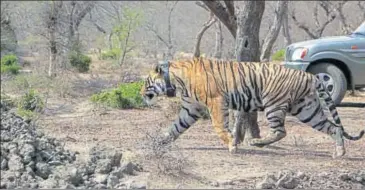  ?? HT PHOTO ?? Tiger RT91 at the Mukundra Hills Tiger Reserve (MHTR) in Kota district on Tuesday.