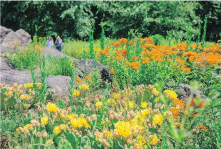  ?? — NEW YORK BOTANICAL GARDEN FILES ?? Adding more diversity to your garden — like this section of the New York Botanical Garden — will allow it look better for longer and increase self-sustainabi­lity, say experts.