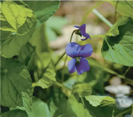  ?? HELEN H. RICHARDSON/DENVER POST ?? The violet plant is seen May 21, 2013, in Boulder, Colorado.