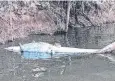  ?? Picture: SUPPLIED ?? VICTIM: A shot crocodile in the Archer River.