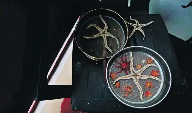  ?? ALICE LI / THE WASHINGTON POST ?? From top: The CCGS Amundsen emerges from Bellot Strait into the Gulf of Boothia; Arctic starfish are dried on a plastic chair; Thomas Mainville and Cindy Grant walk past a cairn where they had placed a list of names inside of a water bottle for the...