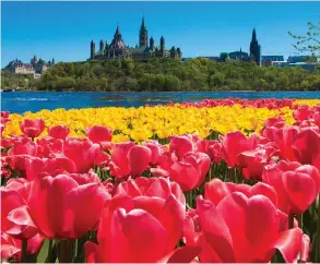  ?? PHOTO BY NEIL ROBERTSON ?? One million tulips are planted across Ottawa for the festival, which takes place from May 13 to 23.