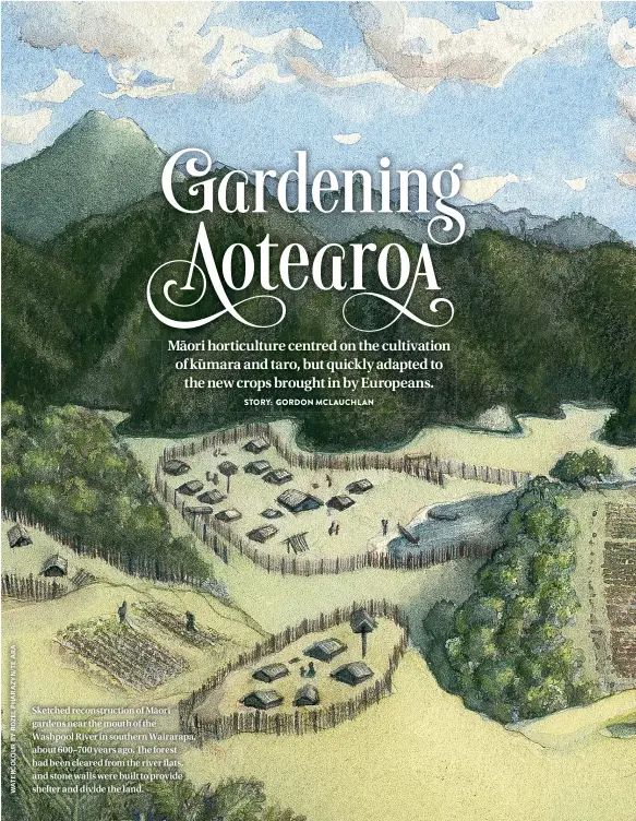  ??  ?? Sketched reconstruc­tion of Maori¯ gardens near the mouth of the Washpool River in southern Wairarapa, about 600–700 years ago. The forest had been cleared from the river flats, and stone walls were built to provide shelter and divide the land.