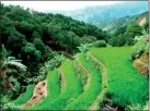  ??  ?? The Philippine­s' ancient rice terraces, carved into mountains like giant green stairs, have been removed from a UN list of endangered world heritage sites