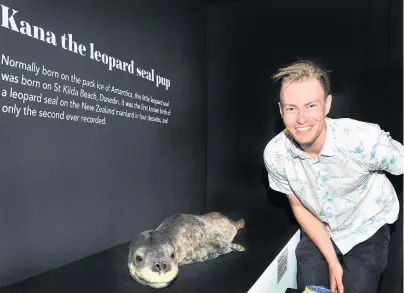  ?? PHOTO: CHRISTINE O’CONNOR ?? Rare guest . . . Otago Museum assistant curator natural science Kane Fleury with Kana the taxidermie­d leopard seal pup, only the second leopard seal pup whose birth has been recorded on the New Zealand mainland.