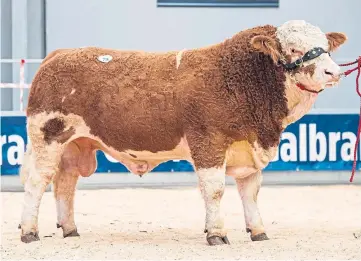  ??  ?? Simmental bull Denizes Knockout, from Michael Barlow, Lancashire, fetched 9,500gn.