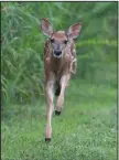  ?? (Courtesy photo/Terry Stanfill) ?? A white-tail deer fawn runs in July 2020 near the Flint Creek Power Plant Eagle Watch Nature Trail. The trail is one mile west of Gentry on Arkansas 12.