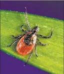  ??  ?? The Associated Press New York’s Tick Project is going after blacklegge­d ticks — also known as deer ticks — in an effort to curb Lyme disease.