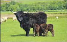  ?? 50_c23highlan­dtriplets0­5 ?? The mother is doing well, taking care of all three calves on her own.