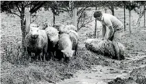  ?? PHOTO: AUCKLAND STAR ARCHIVE ?? Bruce Jefferd struggles to free a bogged sheep on his brother-in-law Colin Pettigrew’s property near Tolaga Bay.