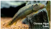  ?? ?? Chinese Algae Eater.