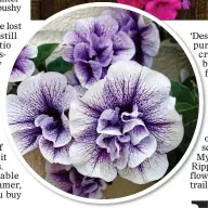  ??  ?? PERFUMED: One of the blousy Frills and Spills collection of petunias
