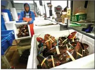  ?? (AP) ?? Lobsters are packed at a shipping facility in Arundel, Maine, in this 2018 file photo. America’s lobster industry recovered from the Trump trade war to have a good 2020, but it is approachin­g one of the busiest times of the year with trepidatio­n because of coronaviru­s.