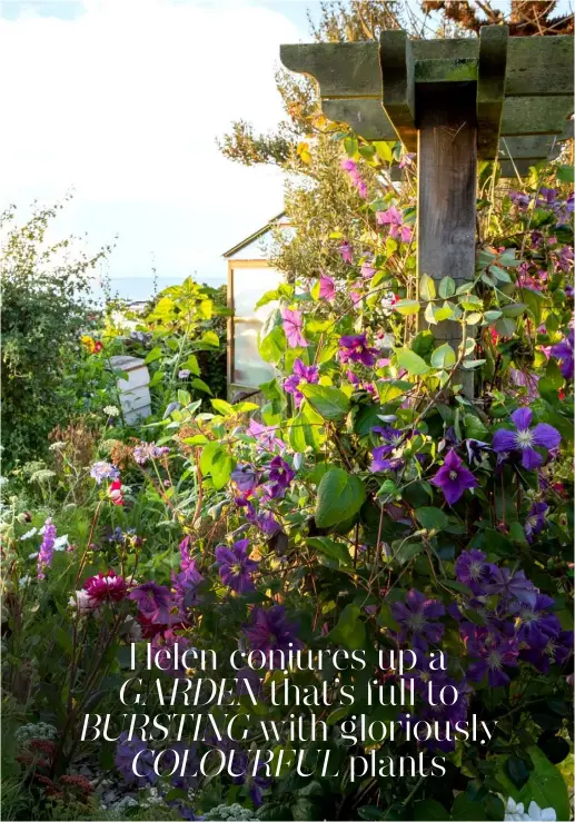  ??  ?? Helen conjures up a GARDEN that’s full to BURSTING with gloriously COLOURFUL plants