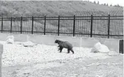  ?? UTAH DIVISION OF WILDLIFE RESOURCES ?? Black bears are among several animals to use overpasses atop an interstate in Utah.