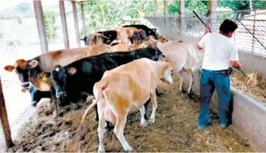  ?? FOTO: EL HERALDO ?? La enfermedad causada por el gusano barrenador afecta más al ganado; sin embargo, los humanos también pueden padecer de la enfermedad. Honduras toma medidas en la frontera con Nicaragua.