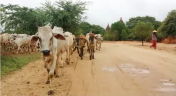  ??  ?? WALK. A herd of cows in the plains of Old Bagan.