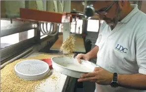  ?? AFP ?? A technician checks samples of soybeans at the industrial complex of Louis Dreyfus Company in General Lagos, Santa Fe province, Argentina.