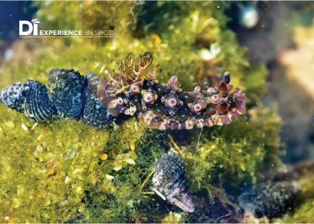  ??  ?? Clockwise from left: A gem doris sea slug in a tide pool at Rushikonda, Visakhapat­nam; tiny meadows of seaweed revealed during low tide on a seashore in Goa; the burgundy sea anemone is one of the most common creatures along the state’s shoreline; zoanthids, a kind of soft coral found on many rocky seashores in India, are a gorgeous sight to behold; hydroids (as seen in Goa here) are often mistaken for plants, as they form miniature groves and forests in tide pools.